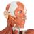 Мужская фигура с мышцами, в натуральную величину, 37 частей - 3B Smart Anatomy, 1001235 [VA01], Модели мускулатуры человека и фигуры с мышцами (Small)