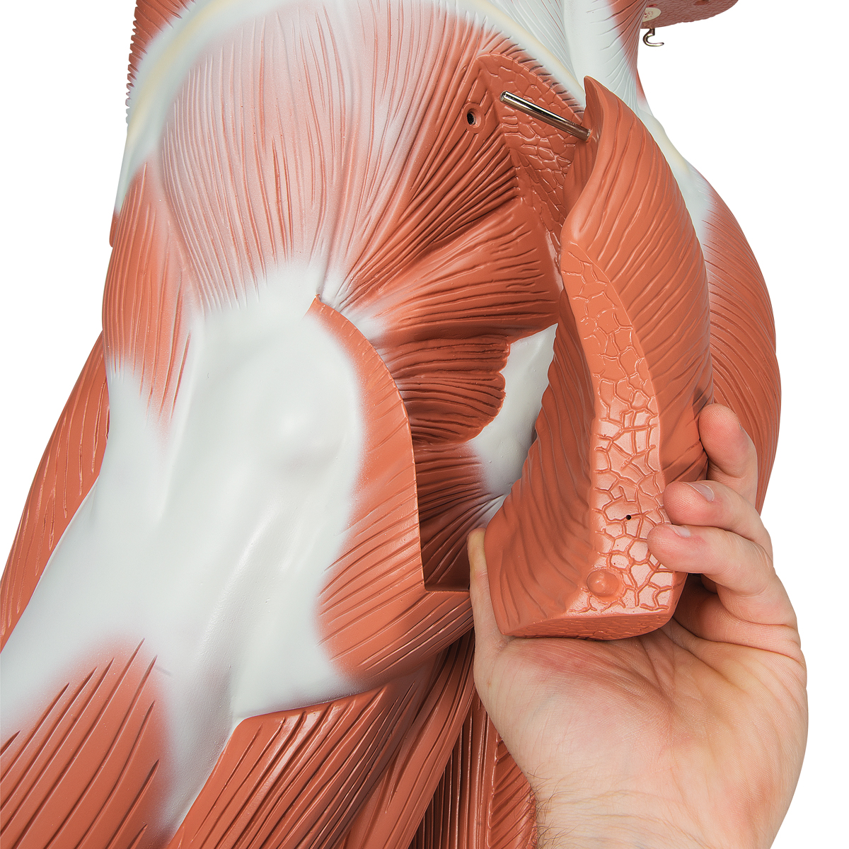 Anatomical Teaching Models, Plastic Human Muscle Models