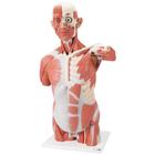 실물크기 상반신 근육모형, 27파트 Life-Size Human Muscle Torso Model, 27 part, 1001236 [VA16], 근육 모델