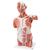 Life-Size Human Muscle Torso Model, 27 part, 1001236 [VA16], Muscle Models (Small)