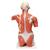 Торс с мышцами, в натуральную величину, 27 частей - 3B Smart Anatomy, 1001236 [VA16], Модели мускулатуры человека и фигуры с мышцами (Small)