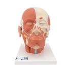 Head Musculature Model, 1001239 [VB127], Head Models