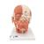 Head Musculature Model, 1001239 [VB127], Head Models (Small)