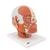 Head Musculature Model, 1001239 [VB127], Head Models (Small)