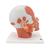 Head Musculature Model, 1001239 [VB127], Head Models (Small)