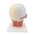 Head Musculature Model, 1001239 [VB127], Head Models (Small)