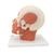 Head Musculature Model, 1001239 [VB127], Head Models (Small)