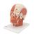 Head Musculature Model, 1001239 [VB127], Head Models (Small)