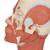 Head Musculature Model, 1001239 [VB127], Head Models (Small)