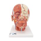 Head Musculature Model with Blood Vessels, 1001240 [VB128], Head Models