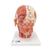 Head Musculature Model with Blood Vessels, 1001240 [VB128], Head Models (Small)