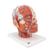 Head Musculature Model with Blood Vessels, 1001240 [VB128], Head Models (Small)