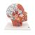 Head Musculature Model with Blood Vessels, 1001240 [VB128], Head Models (Small)