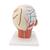 Head Musculature Model with Blood Vessels, 1001240 [VB128], Head Models (Small)