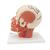 Head Musculature Model with Blood Vessels, 1001240 [VB128], Head Models (Small)