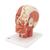 Head Musculature Model with Blood Vessels, 1001240 [VB128], Head Models (Small)