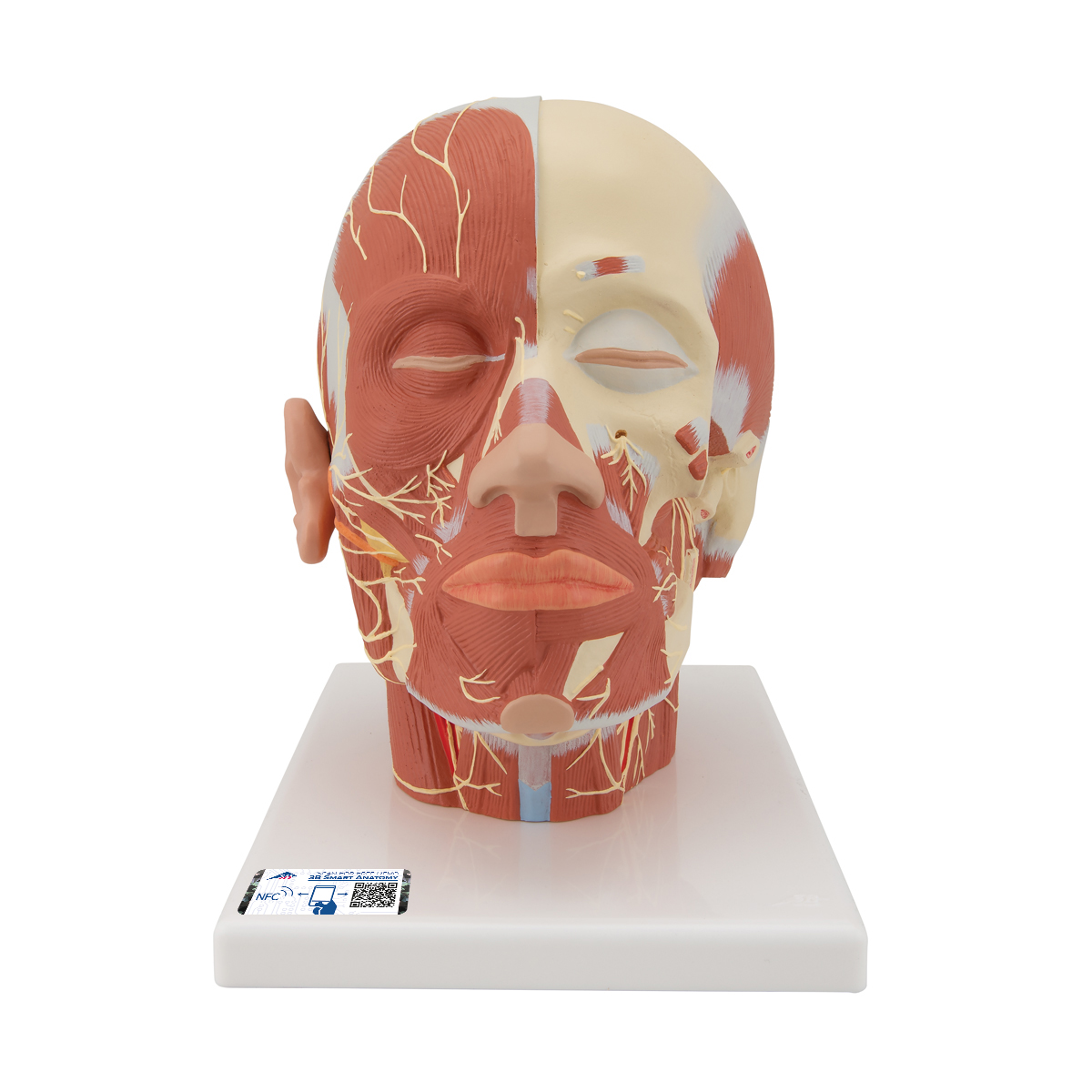 Модель мышцы головы с нервами - 3B Smart Anatomy - 1008543 - VB129 - Модели  головы человека - 3B Scientific