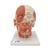 Head Musculature Model with Nerves, 1008543 [VB129], Head Models (Small)