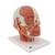 Head Musculature Model with Nerves, 1008543 [VB129], Head Models (Small)