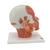 Head Musculature Model with Nerves, 1008543 [VB129], Head Models (Small)