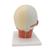 Head Musculature Model with Nerves, 1008543 [VB129], Head Models (Small)