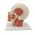 Head Musculature Model with Nerves, 1008543 [VB129], Head Models (Small)