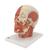 Head Musculature Model with Nerves, 1008543 [VB129], Head Models (Small)