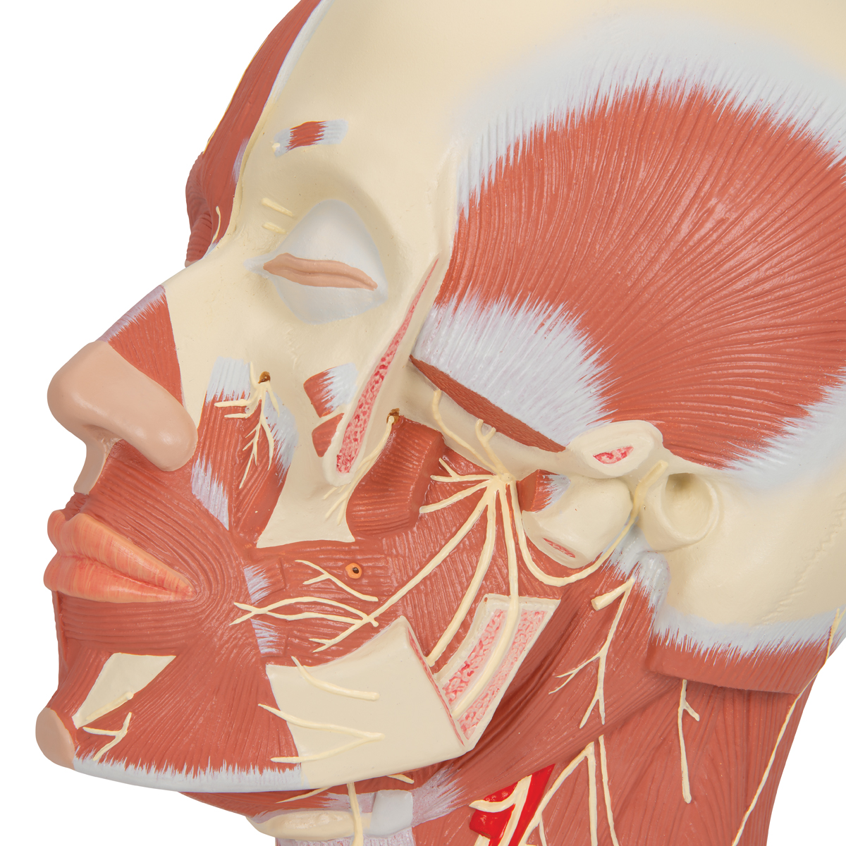 Модель мышцы головы с нервами - 3B Smart Anatomy - 1008543 - VB129 - Модели  головы человека - 3B Scientific