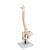 Columna flexible, con discos intervertebrales suaves, 1008545 [VB84], Modelos de Columna vertebral (Small)