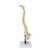 Columna flexible, con discos intervertebrales suaves, 1008545 [VB84], Modelos de Columna vertebral (Small)