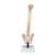 Columna flexible, con discos intervertebrales suaves, 1008545 [VB84], Modelos de Columna vertebral (Small)