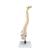 Columna flexible, con discos intervertebrales suaves, 1008545 [VB84], Modelos de Columna vertebral (Small)