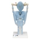 Functional Human Larynx Model, 3 times Full-Size, 1001242 [VC219], Ear Models