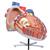 Giant Human Heart Model, 8 times Life-Size, 1001244 [VD250], Human Heart Models (Small)