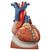 횡경막 위에 거치된 심장모형, 실제크기3배, 10-파트 Heart on Diaphragm, 3 times life size, 10 part, 1008547 [VD251], 심장 및 순환기 모형 (Small)