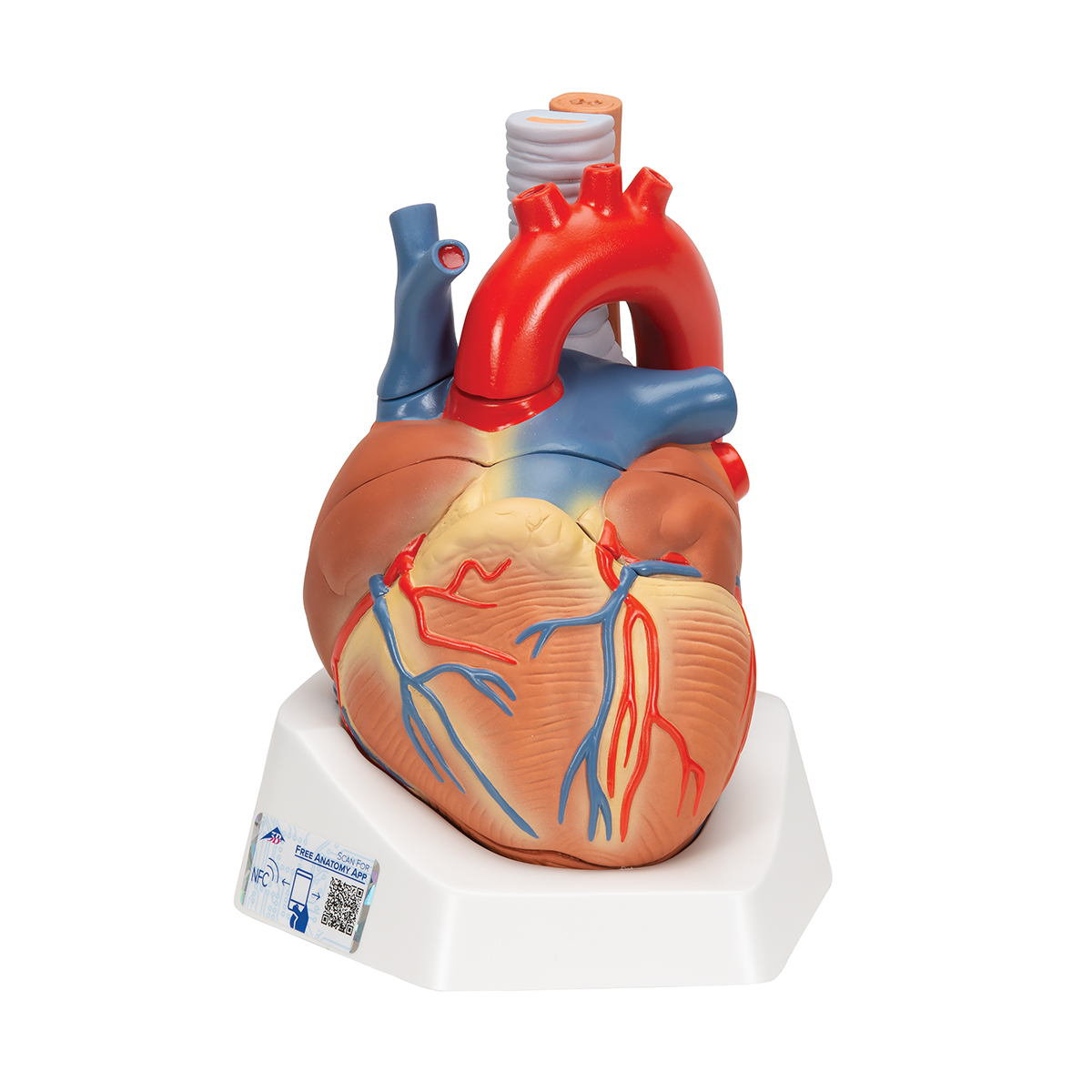Anatomical Heart Model Anatomy Of The Heart 7 Part Heart Model