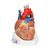 Human Heart Model, 7 part, 1008548 [VD253], Human Heart Models (Small)