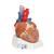 Human Heart Model, 7 part, 1008548 [VD253], Human Heart Models (Small)