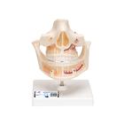 Adult Denture Model with Nerves and Roots, 1001247 [VE281], Dental Models