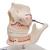 Adult Denture Model with Nerves and Roots, 1001247 [VE281], Dental Models (Small)