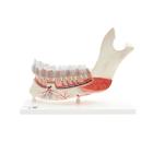 Comprehensive Lower Jaw Model (Left Half) with Diseased Teeth, Nerves, Vessels & Glands, 19 part, 1001250 [VE290], Dental Models