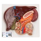 Fegato con cistifellea, pancreas e duodeno, 1008550 [VE315], Modelli di Sistema Digerente