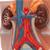 Male Urinary System Model, 3/4 Life-Size, 1008551 [VF325], Urology Models (Small)