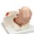 Birthing Process Model with 5 Stages, 1001258 [VG392], Pregnancy Models (Small)