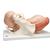 Birthing Process Model with 5 Stages, 1001258 [VG392], Pregnancy Models (Small)