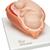 Birthing Process Model with 5 Stages, 1001258 [VG392], Pregnancy Models (Small)