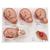 Labor Stages Model, Small, 1001259 [VG393], Pregnancy Models (Small)