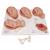 Labor Stages Model, Small, 1001259 [VG393], Pregnancy Models (Small)