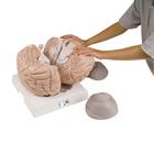 Giant Human Brain Model, 2.5 times Full-Size, 14 part, 1001261 [VH409], Brain Models