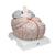 Giant Human Brain Model, 2.5 times Full-Size, 14 part, 1001261 [VH409], Brain Models (Small)